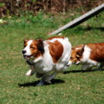 Rund um die Frühlingsankörung 2012